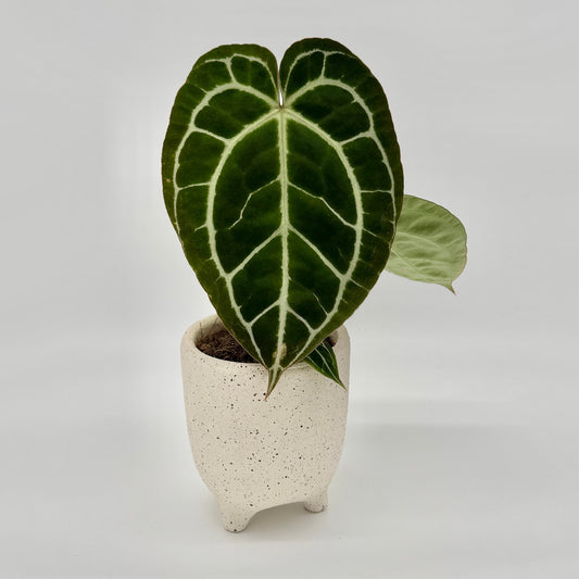 Anthurium crystallinum mit samtig dunkelgrünem, herzförmigem Blatt und kontrastierenden weißen Blattadern vor hellem Hintergrund – das kräftige Blatt steht aufrecht in einem hellen, strukturierten Topf und zeigt den typischen eleganten Glanz dieser seltenen Anthurium-Art.