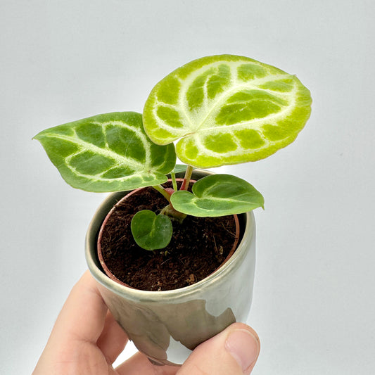 Junge Anthurium crystallinum Silver Blush mit samtigen, herzförmigen Blättern und auffällig hellgrüner Zeichnung auf dunklerem Grün, fotografiert in einem kleinen Topf vor hellem Hintergrund.