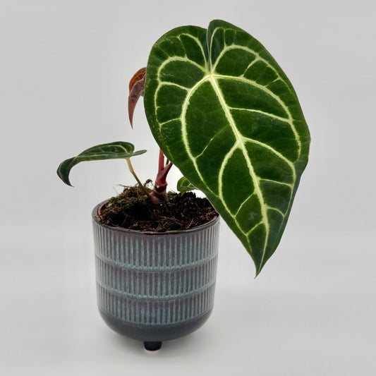 Anthurium crystallinum x regale