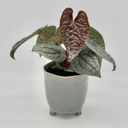 Die Berlinpflanze Anthurium luxurians ist eine kleine Topfpflanze mit smaragdartiger Blattstruktur und dunkelgrünen, kastanienbraunen herzförmigen Blättern, die in einem schlichten grauen Keramiktopf vor einem schlichten weißen Hintergrund präsentiert wird.