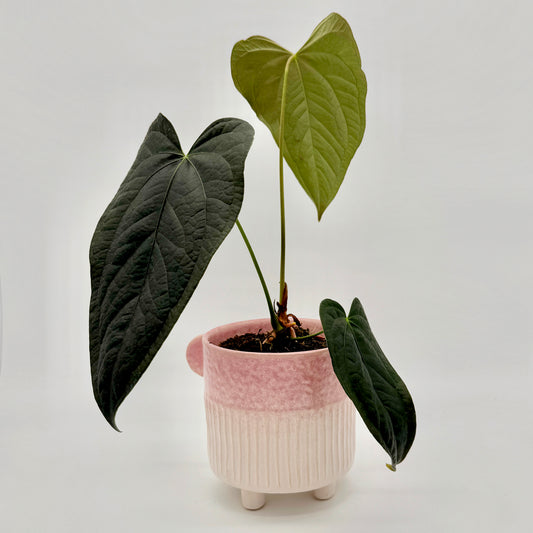 Anthurium Queen of Hearts mit mehreren herzförmigen Blättern in verschiedenen Grüntönen, getopft in rosa Keramikgefäß auf hellen Beinen – elegante Zimmerpflanze und begehrte Anthurium-Rarität aus dem Sortiment von Berlinplant.