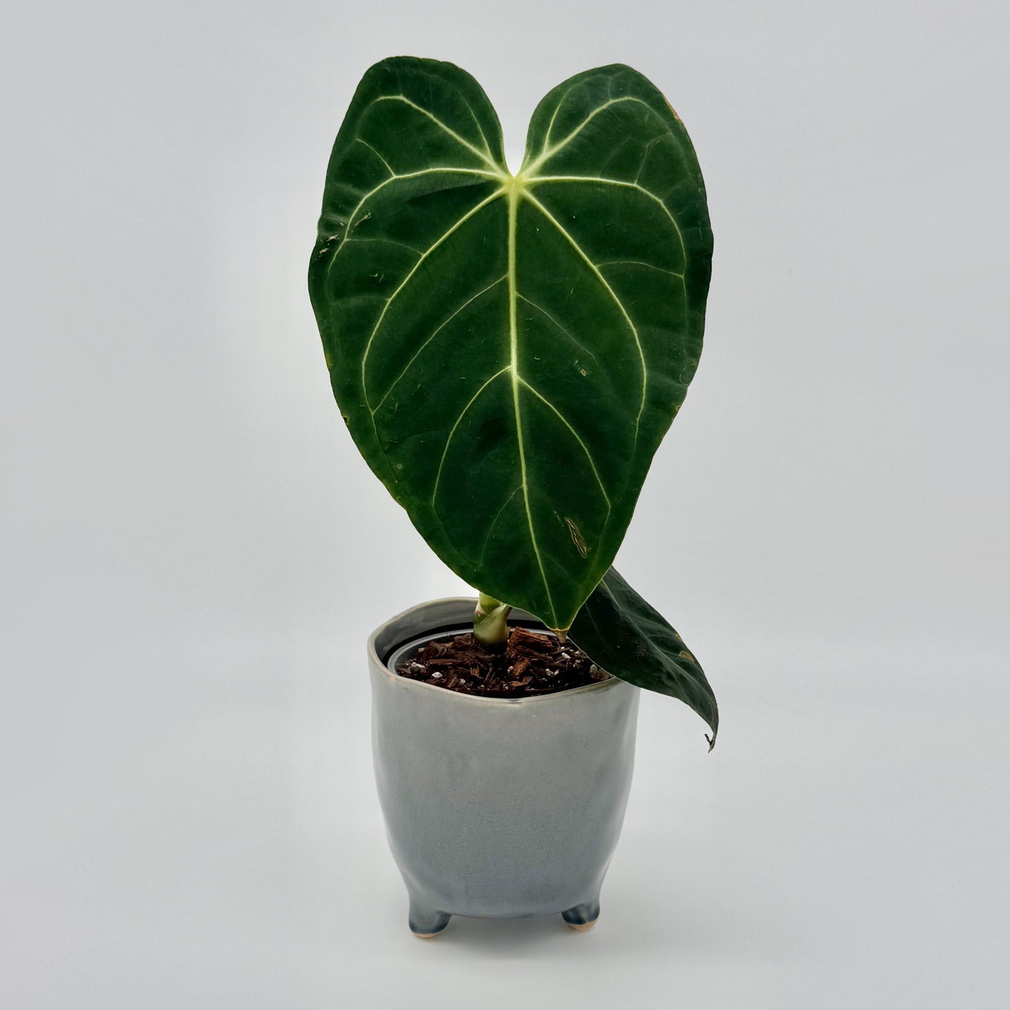 Anthurium regale