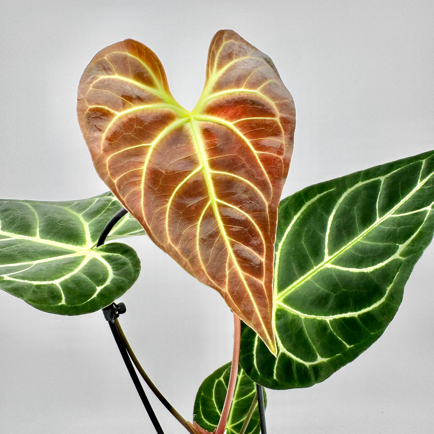 Detailaufnahme eines neuen Blattes der Anthurium regale in bronzefarbenem Austrieb neben reifen, dunkelgrünen Blättern mit leuchtend hellen Adern, fotografiert vor hellem Hintergrund.