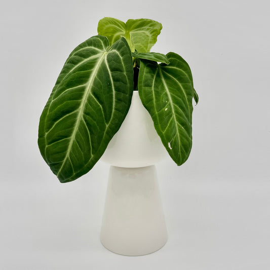 Anthurium villenaorum