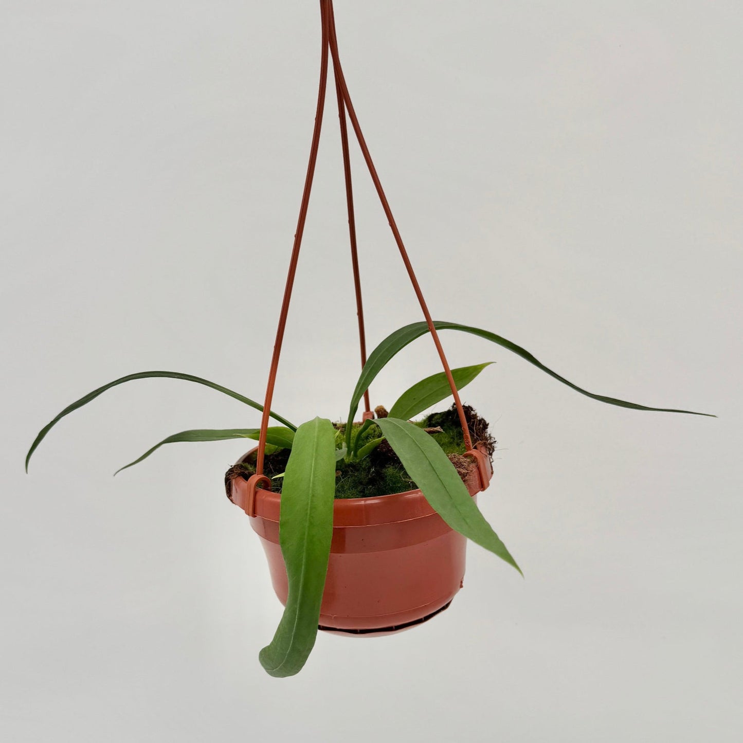 Anthurium vittariifolium