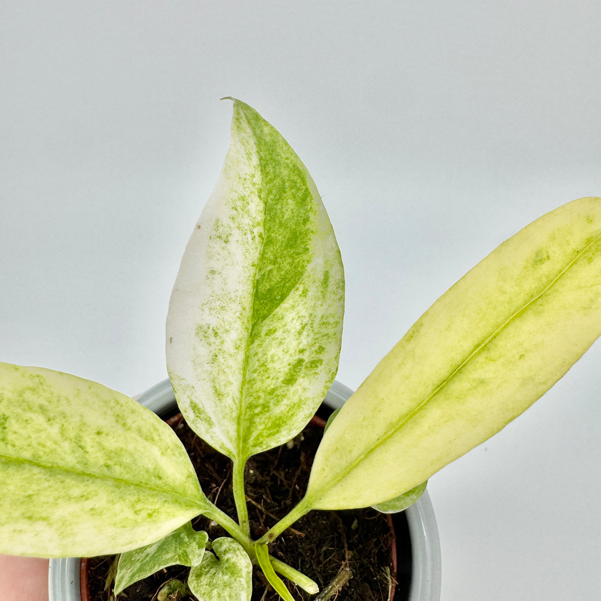 Junge Anthurium vittariifolium Variegata von oben im kleinen Topf: drei Blätter mit gelbgrünen und cremefarbenen Sektoren.