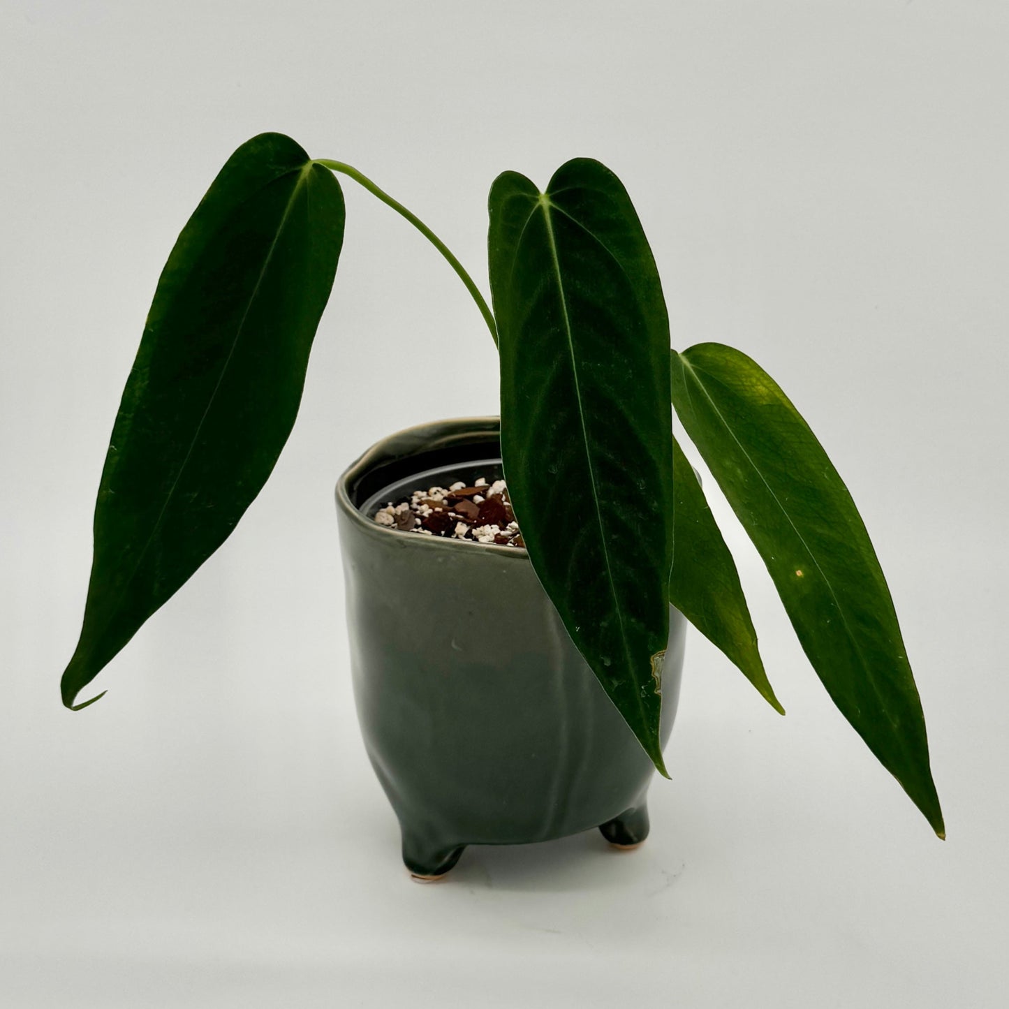 Anthurium warocqueanum Esmeralda