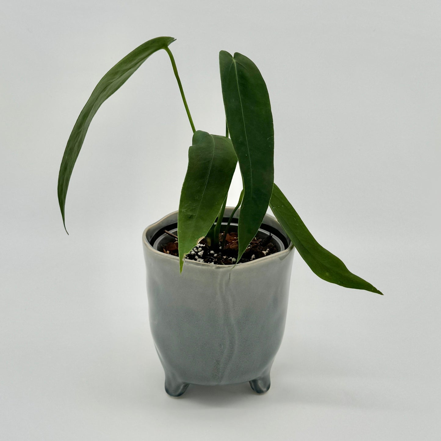 Anthurium warocqueanum Esmeralda
