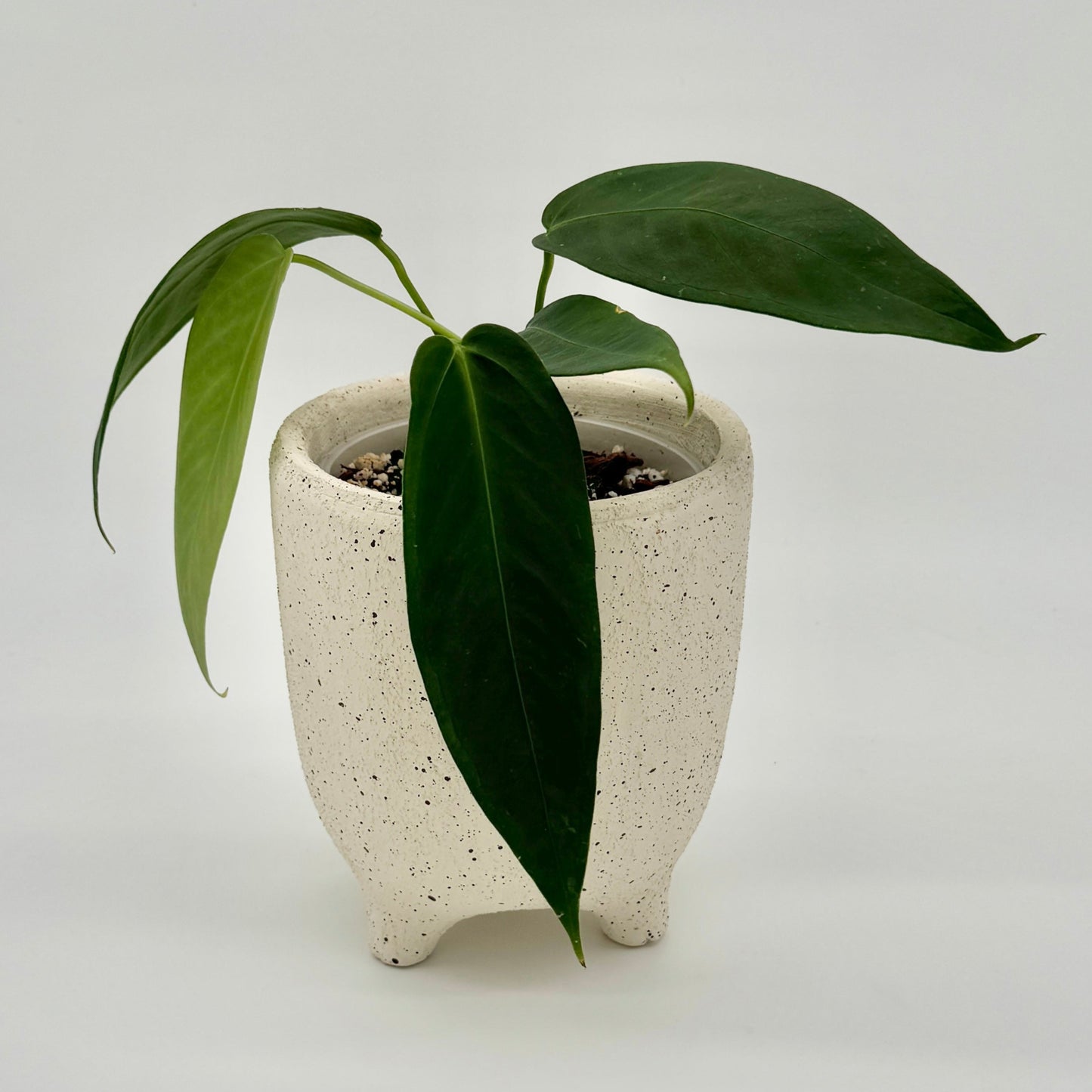 Anthurium warocqueanum Esmeralda