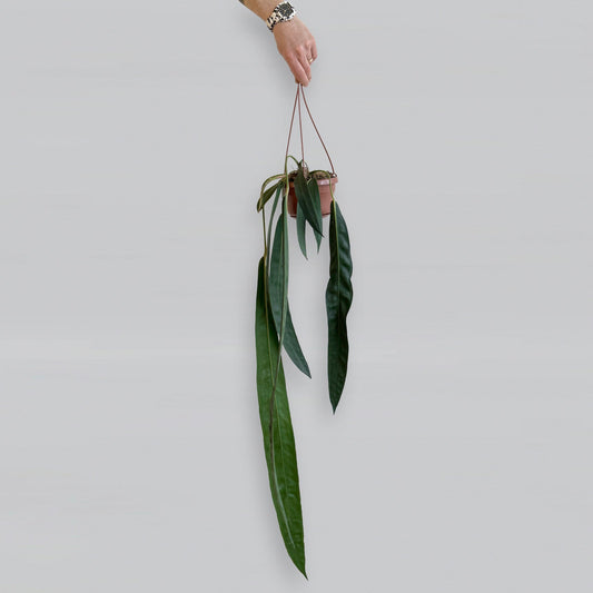 Anthurium wendlingeri