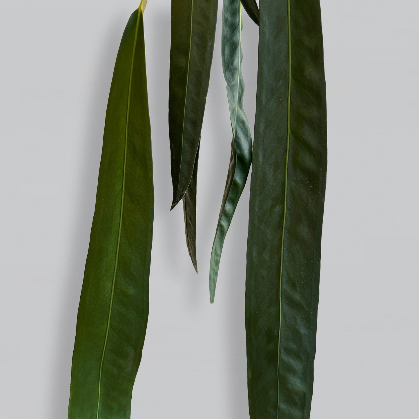 Anthurium wendlingeri