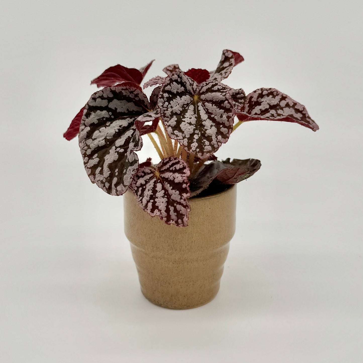 Begonia Rex Chayo