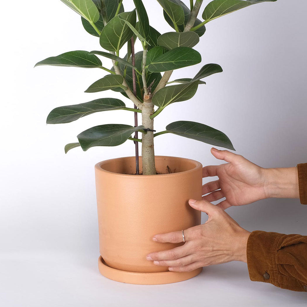 Blumentopf Dinís mit üppiger Zimmerpflanze in natürlicher Mediterran-Optik