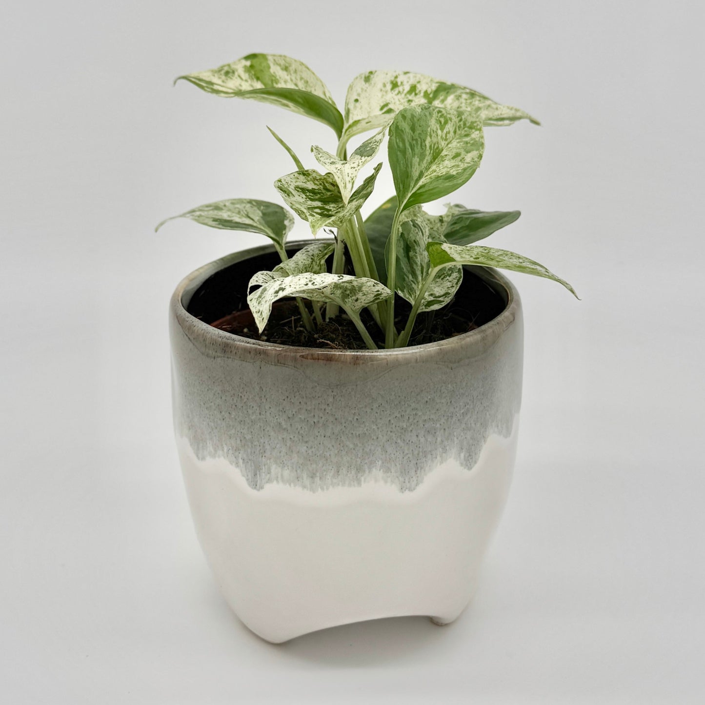 Epipremnum pinnatum Marble Variegata