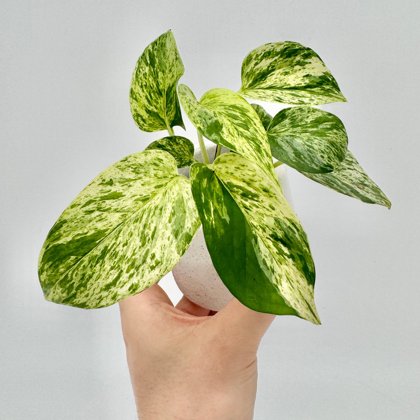 Epipremnum pinnatum Marble Variegata mit kräftig gemusterten Blättern in Grün und Cremeweiß, aus der Hand fotografiert vor neutralem Hintergrund – hochwertige Nahaufnahme für SEO-optimierte Produktbilder.