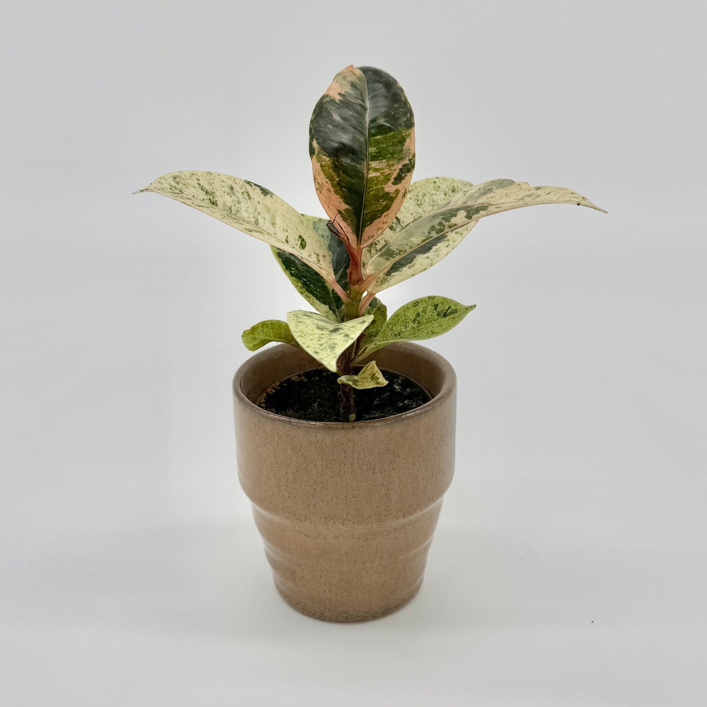 Die Berliner Pflanze Ficus Shivereana Moonshine hat grüne und cremefarbene Blätter in einem einfachen braunen Keramiktopf vor einem schlichten weißen Hintergrund – ein Blickfang für moderne Innenräume.