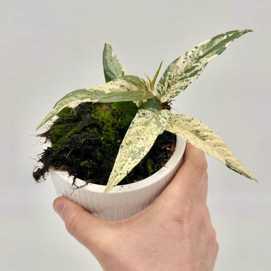 Ficus sagittata Variegata