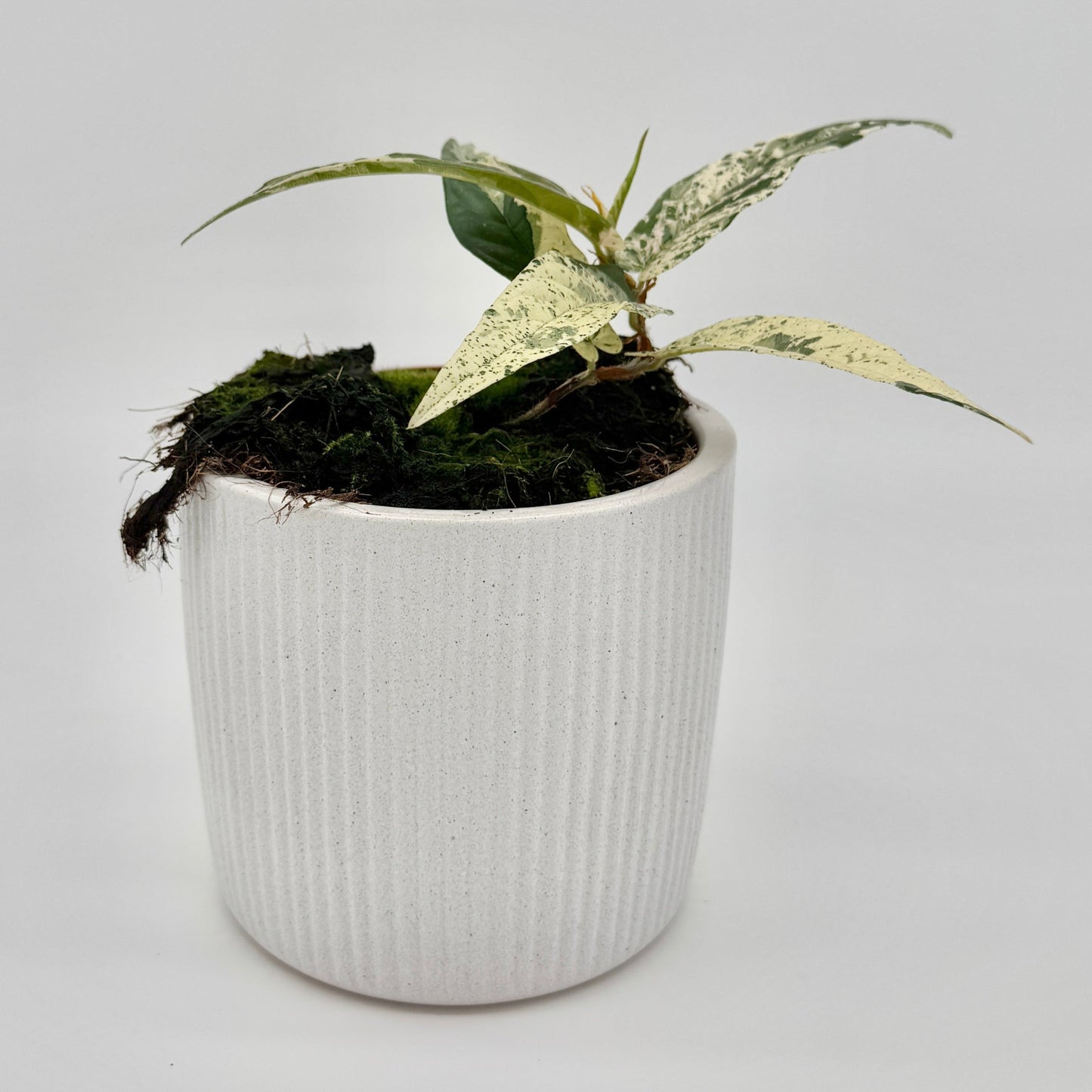 Ficus sagittata Variegata