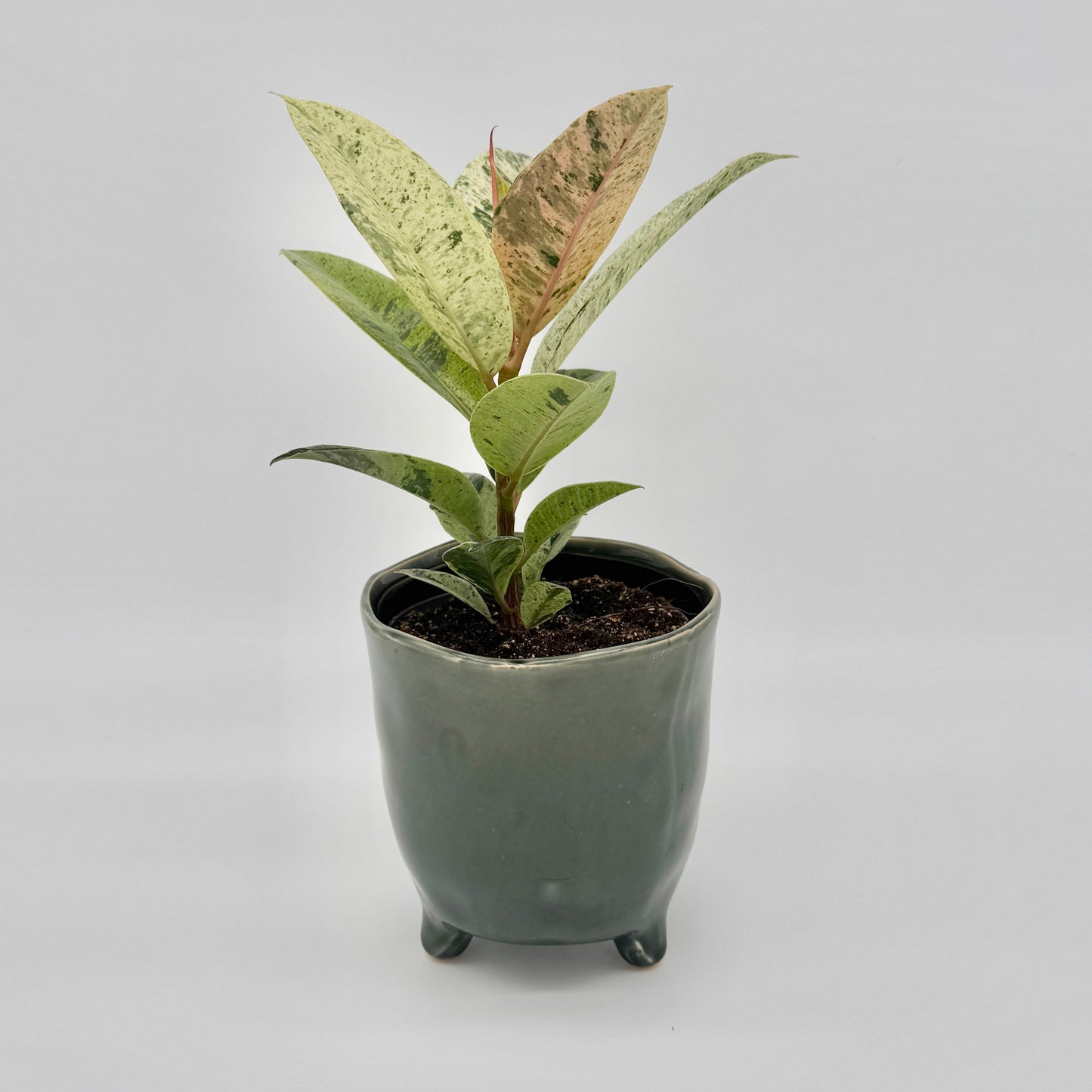 Die Berliner Pflanze Ficus Shivereana Moonshine mit grün und cremefarben panaschierten Blättern wird in einem glänzenden dunkelgrünen Keramiktopf mit drei kurzen Beinen geliefert und verleiht Innenräumen vor einem weißen Hintergrund eine moderne, futuristische Note.