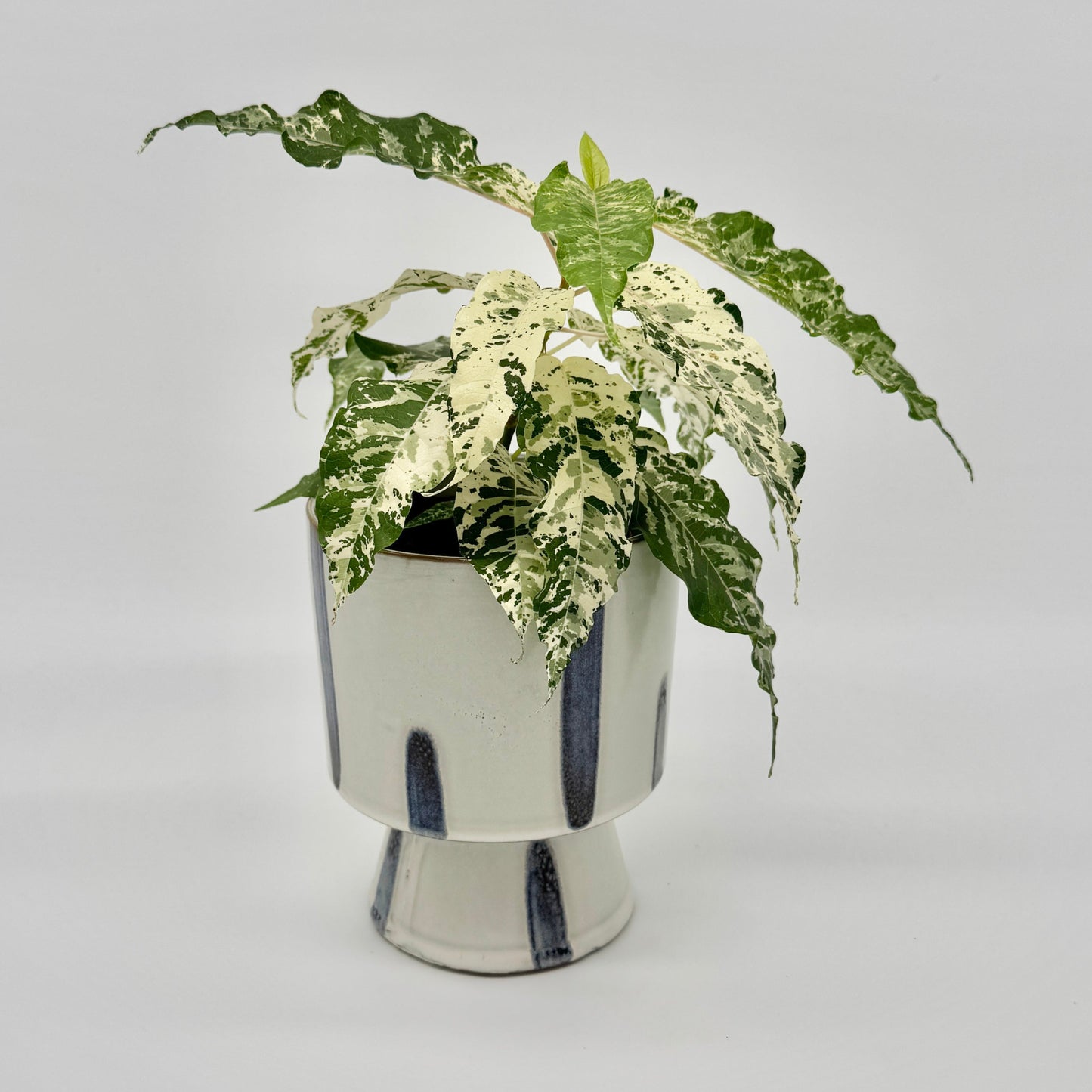 Ficus Snowstorm