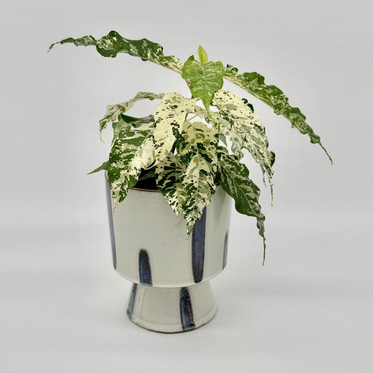 Ficus Snowstorm mit cremeweiß und grün gesprenkelten Blättern, die elegant über den Rand eines modernen, weiß-blau glasierten Übertopfs fallen, fotografiert vor hellem Hintergrund – die markante Panaschierung betont den dekorativen Charakter dieser seltenen Zimmerpflanze.