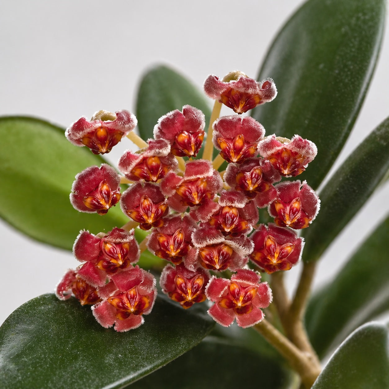 Hoya burtoniae variegata  Berlinplant