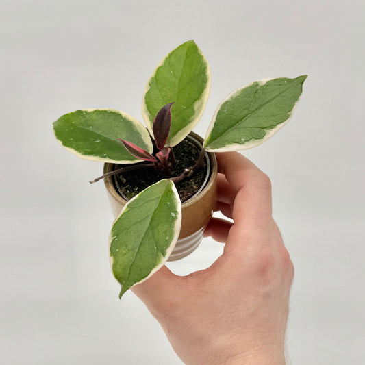 Junge Hoya carnosa Tricolor Flamingo Dream im kleinen Topf, gehalten in einer Hand, mit grün-cremefarbenen Blättern und dunklem Neuaustrieb