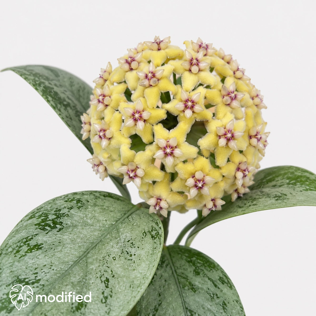 Hoya coriacea Silver mit großen dunkelgrünen Blättern und silbriger Sprenkelung vor hellem, neutralem Hintergrund.