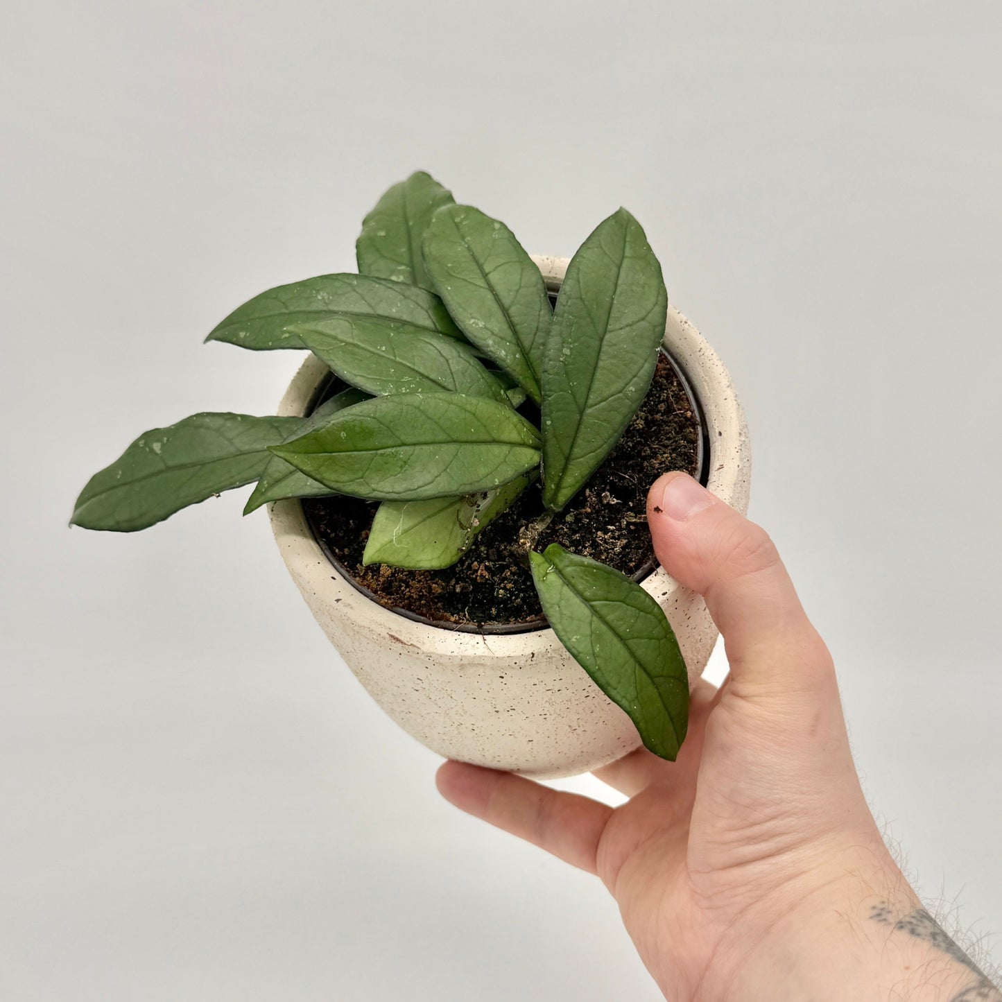 Hoya crassipetiolata