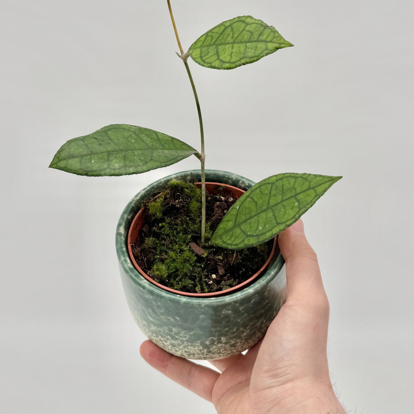 Hoya finlaysonii Sarawak
