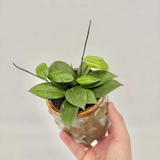 Hoya fitchii im beigen Keramiktopf mit Noppen, in der Hand gehalten, mit dicht stehenden ovalen Blättern.