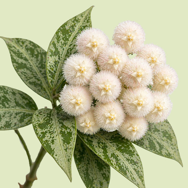 Kugelige Blütendolde der Hoya lacunosa aus dicht behaarten cremeweißen Einzelblüten mit gelblichen Mitten zwischen dunkelgrünen, silbrig gesprenkelten Blättern vor hellgrünem Hintergrund
