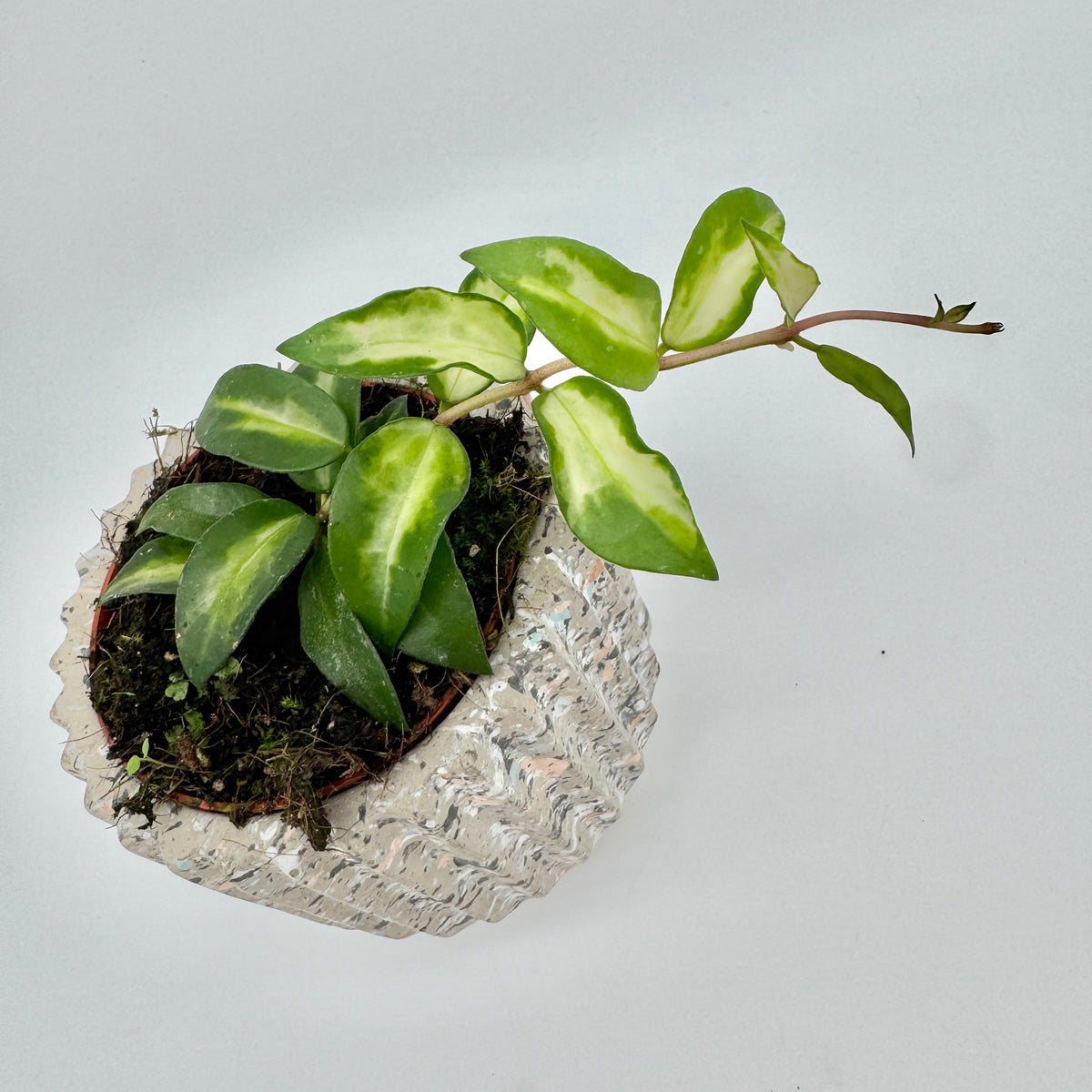 Hoya lacunosa Tricolor Bruno von oben im Terrazzo-Übertopf: dichte Blätter mit heller Mitte und ein langer, rosa getönter Trieb.