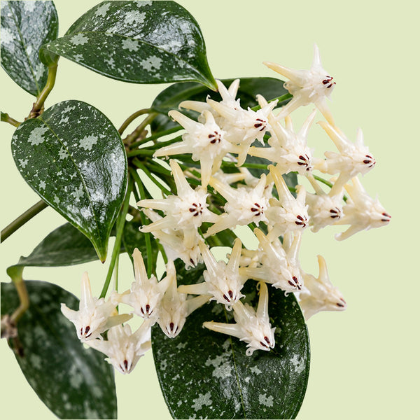 Dolde cremeweißer Hoya-Blüten mit schmalen, zurückgeschlagenen Zipfeln und dunkelroter Mitte, dahinter breit-elliptische dunkelgrüne Blätter mit dichter silbriger Sprenkelung