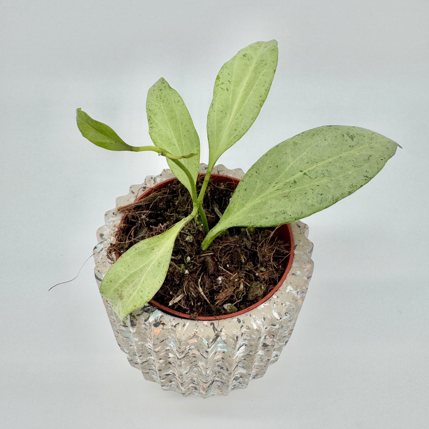 Hoya nicholsoniae New Guinea Ghost von oben: silbrig helle Blätter mit feiner grüner Sprenkelung über dem Terrazzo-Topf.