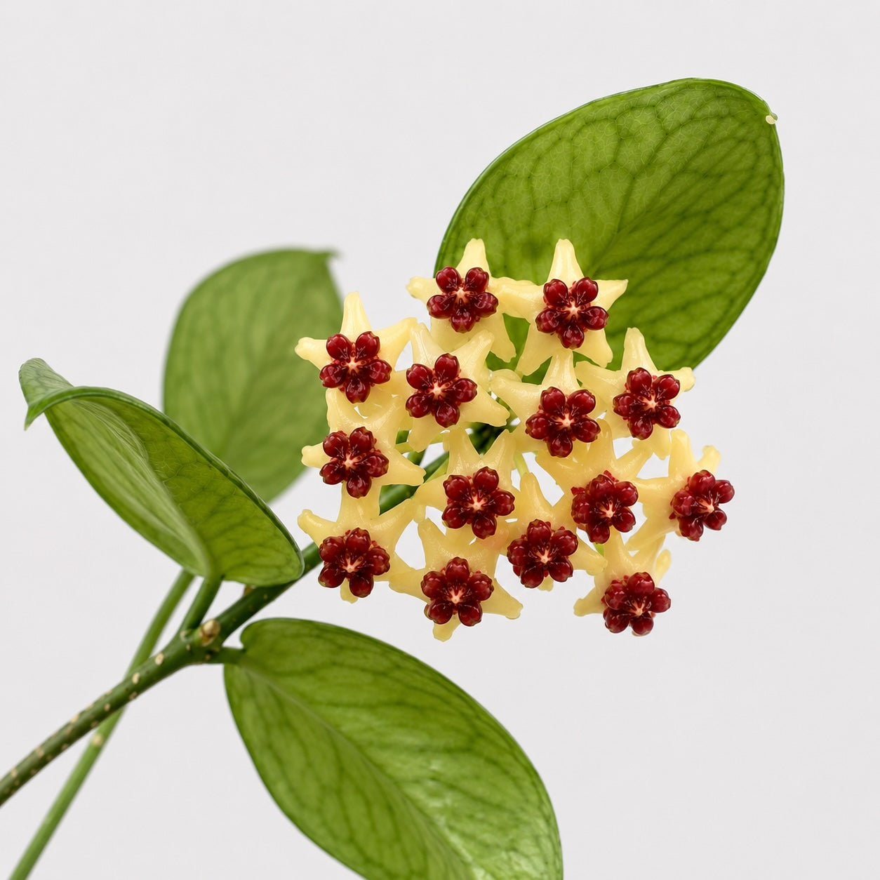Hoya polyneura