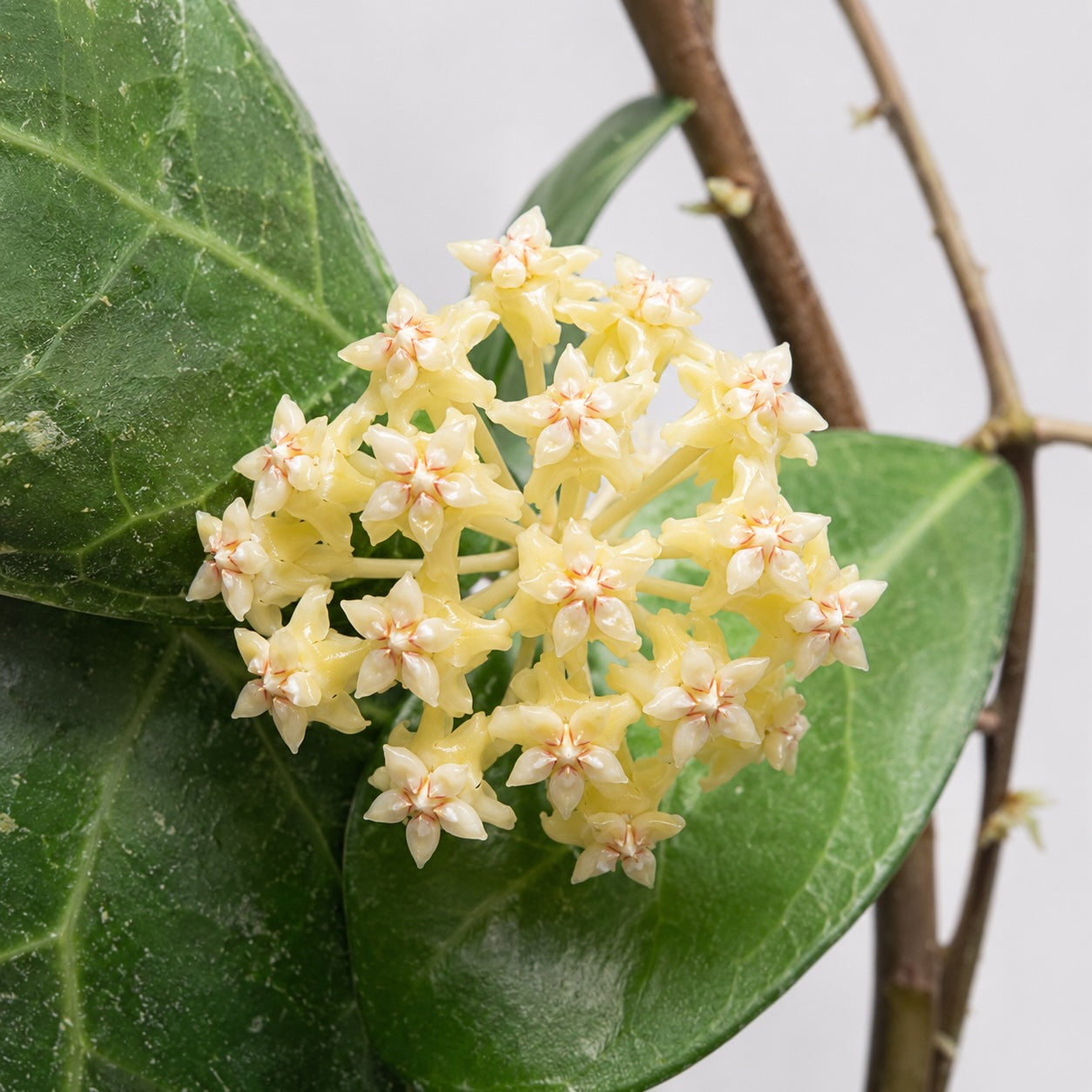 Hoya verticillata Lampung mit festen grünen, leicht herzförmigen Blättern, sichtbarer Blattaderung und feinem silbrigem Splash vor hellem Hintergrund.