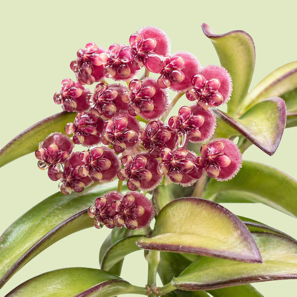 Blütendolde der Hoya wayetii mit dunkelroten, fein behaarten Blüten, deren Zipfel so weit zurückgeschlagen sind, dass die Blüten kugelig wirken, zwischen dunkelgrünen Blättern mit dunklem Rand vor hellgrünem Hintergrund