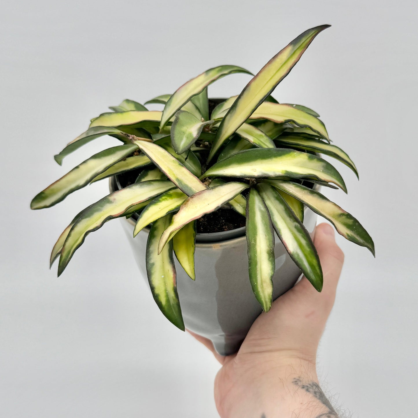 Hoya wayetii Tricolor