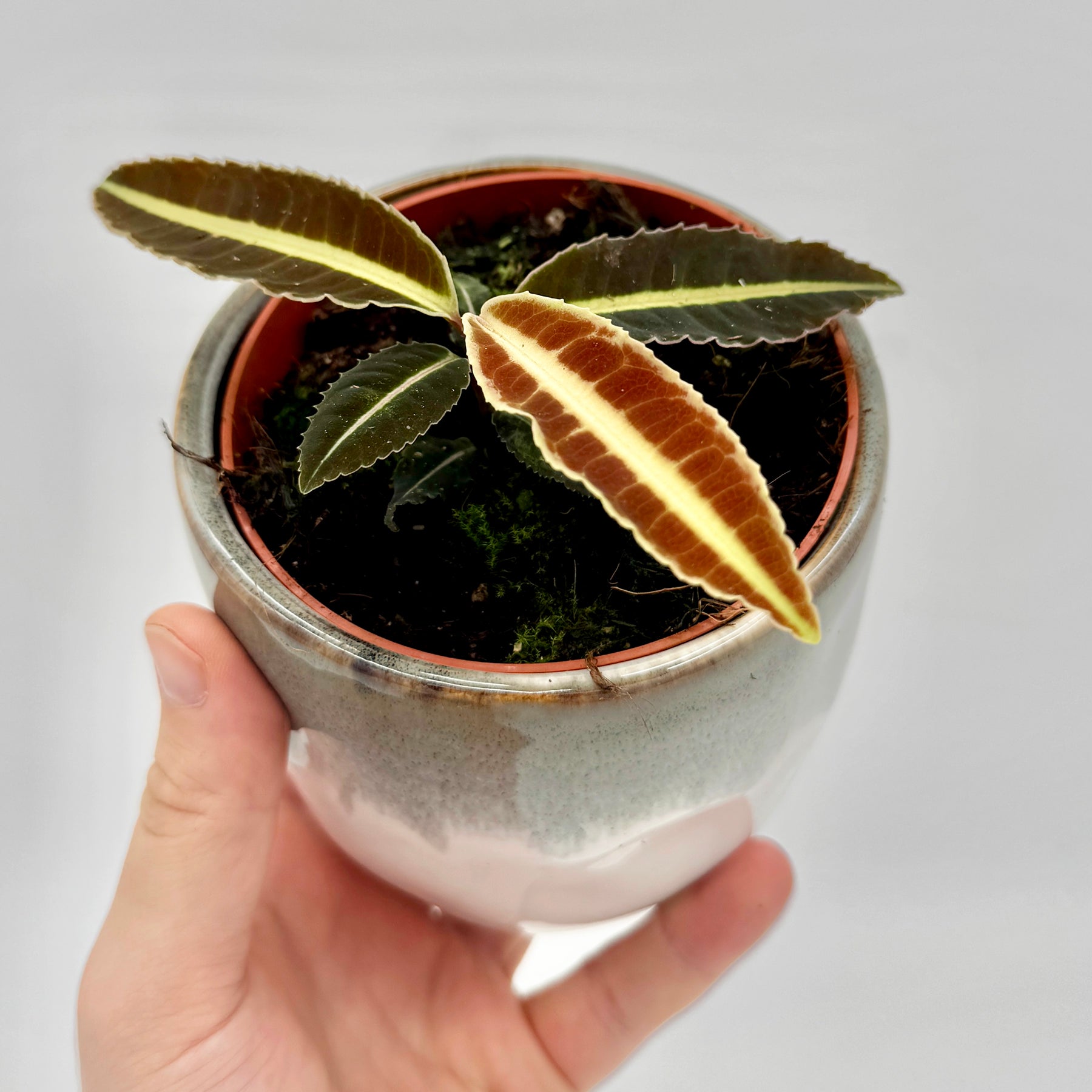 Nahaufnahme einer Labisia Jabi mit samtig dunkelbraunen Blättern und heller Mittelrippe, in einem kleinen Kulturtopf vor hellem Hintergrund – perfekt für die Präsentation seltener tropischer Sammlerpflanzen.