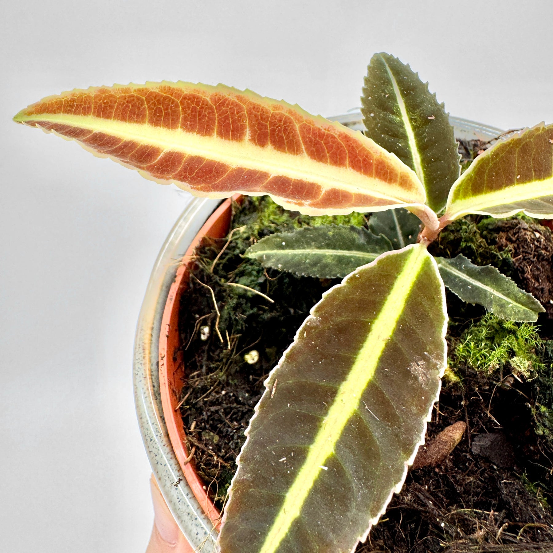 Detailansicht einer Labisia Jabi mit deutlich sichtbarer hellgrüner Blattader auf bronzefarbenem Laub, fotografiert aus der Draufsicht in einem schlichten Topf mit Moosbewuchs.
