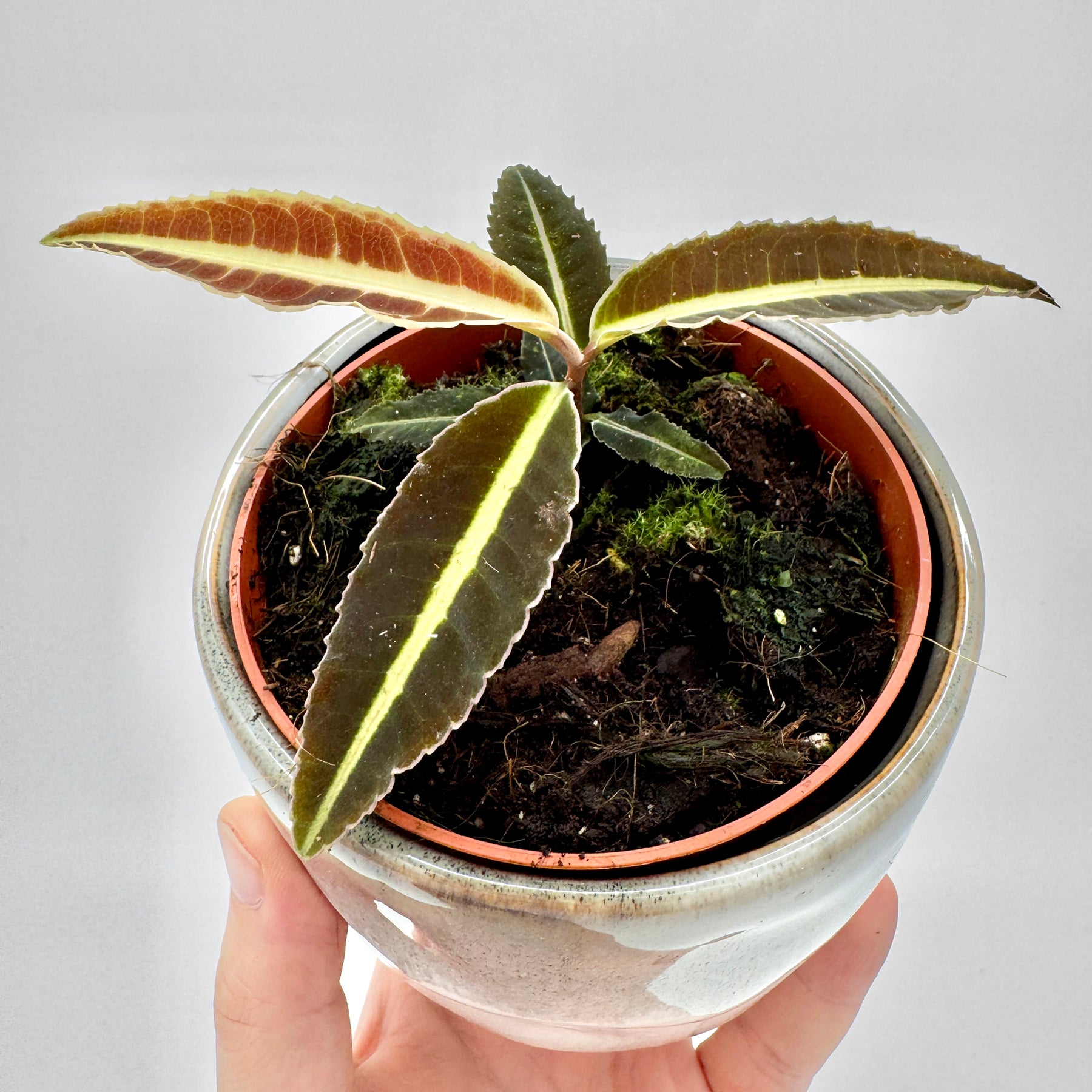 Labisia Jabi mit mehreren lanzettförmigen Blättern in warmen Braun- und Grüntönen, zentraler Blattnerv leuchtet hellgelb, aufgenommen in natürlichem Licht vor neutralem Hintergrund.