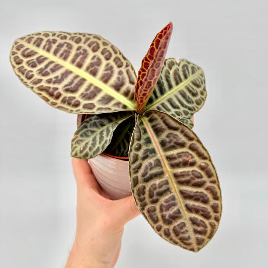 Obere Ansicht einer Labisia Turtle Back mit vier großen, strukturierten Blättern und neuem Austrieb, gehalten in einer Hand vor hellem Hintergrund – ideal zur authentischen Präsentation seltener tropischer Pflanzen.