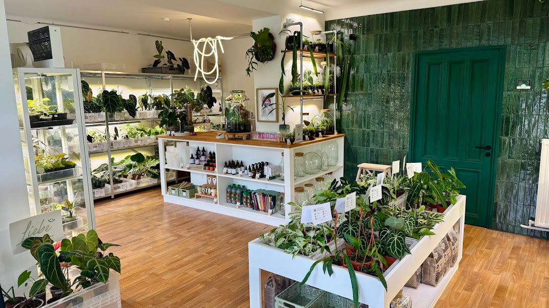 Berlinplant Laden in Weißensee, Ansicht 1
