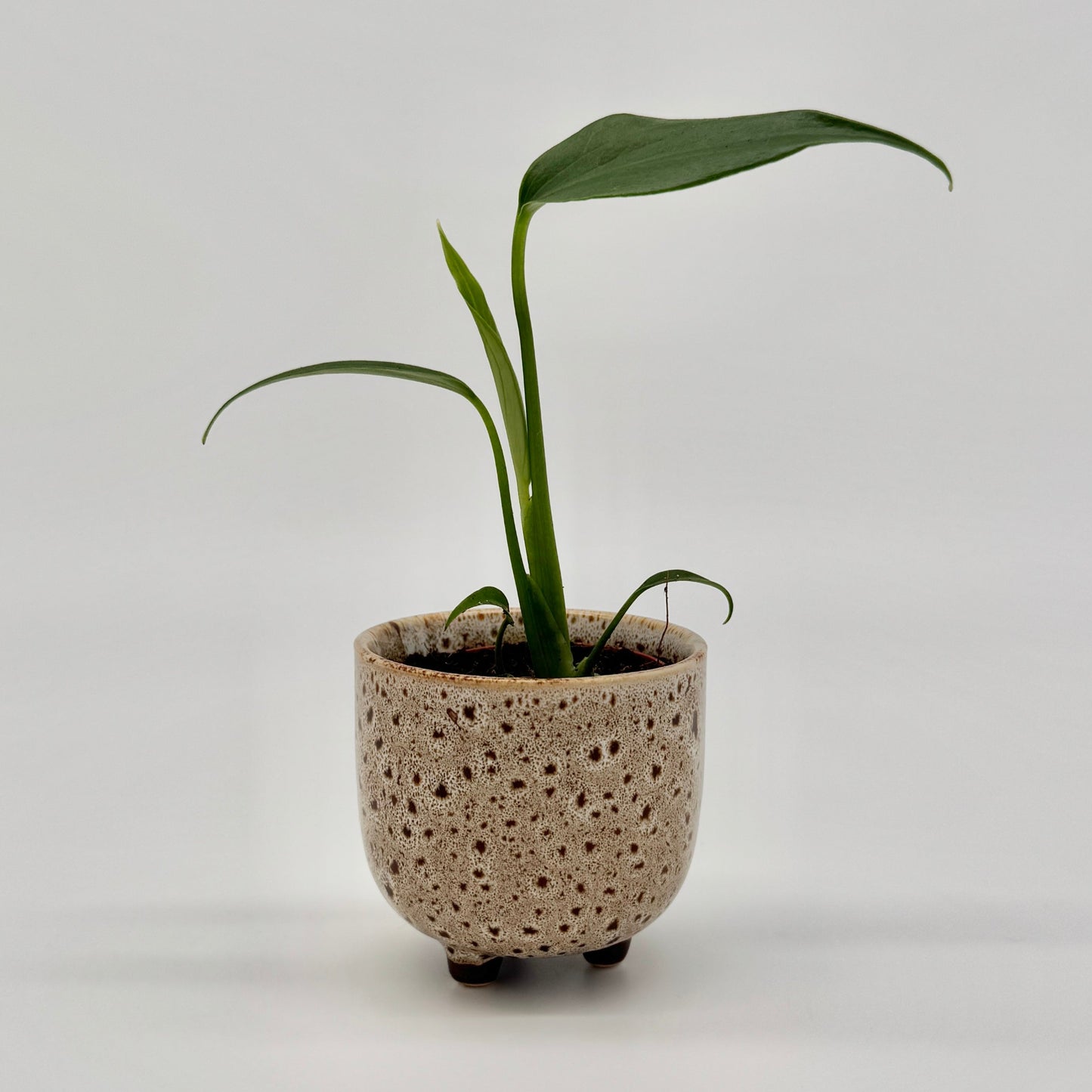 Monstera Burle Marx Flame