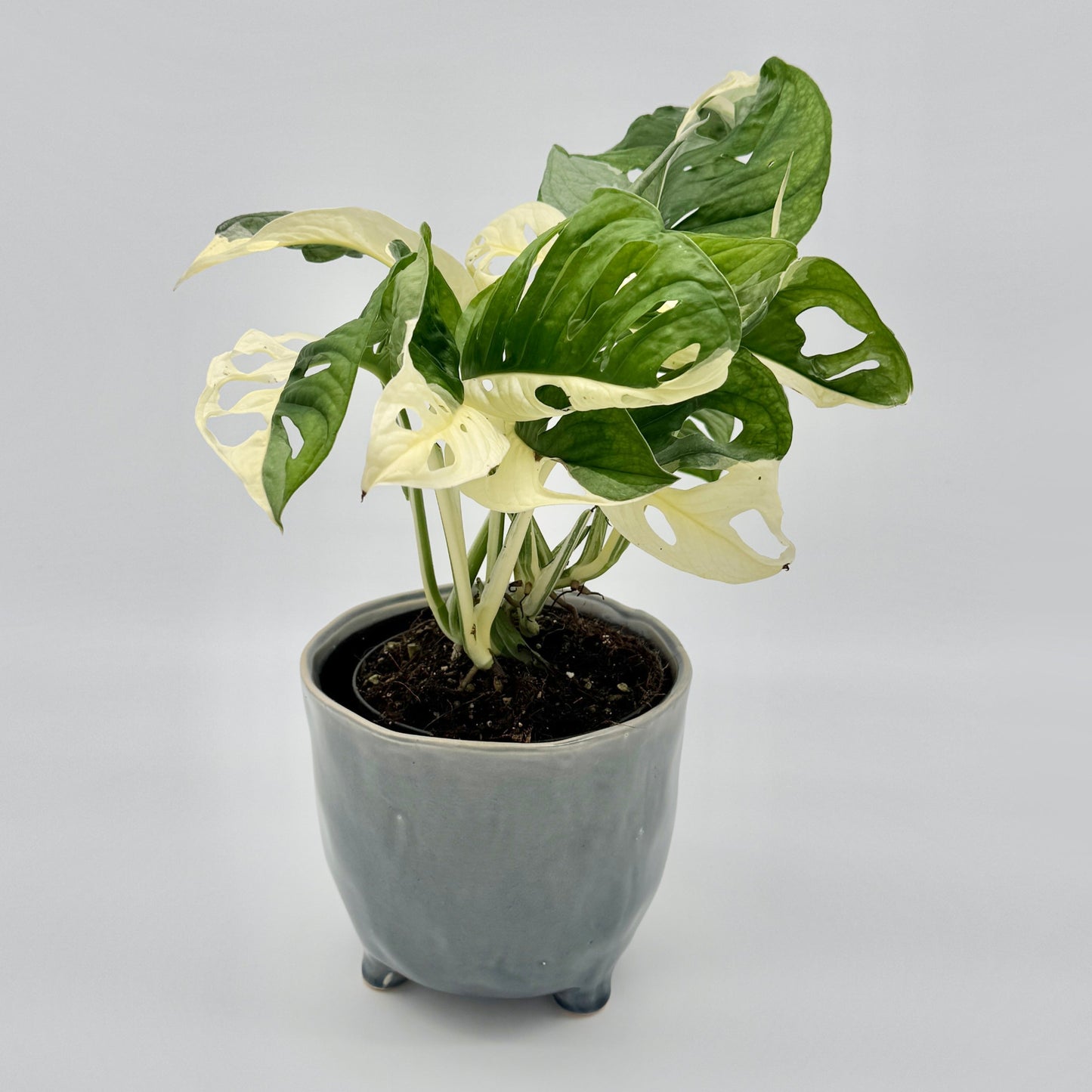 Monstera adansonii albo variegata
