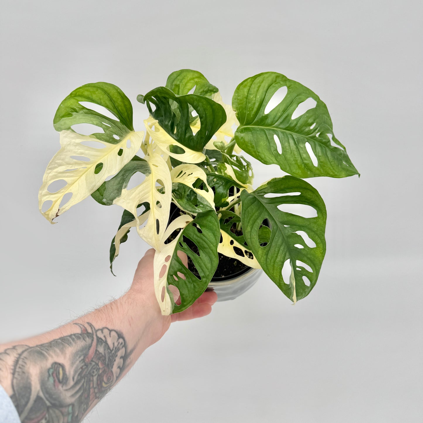 Monstera adansonii albo variegata
