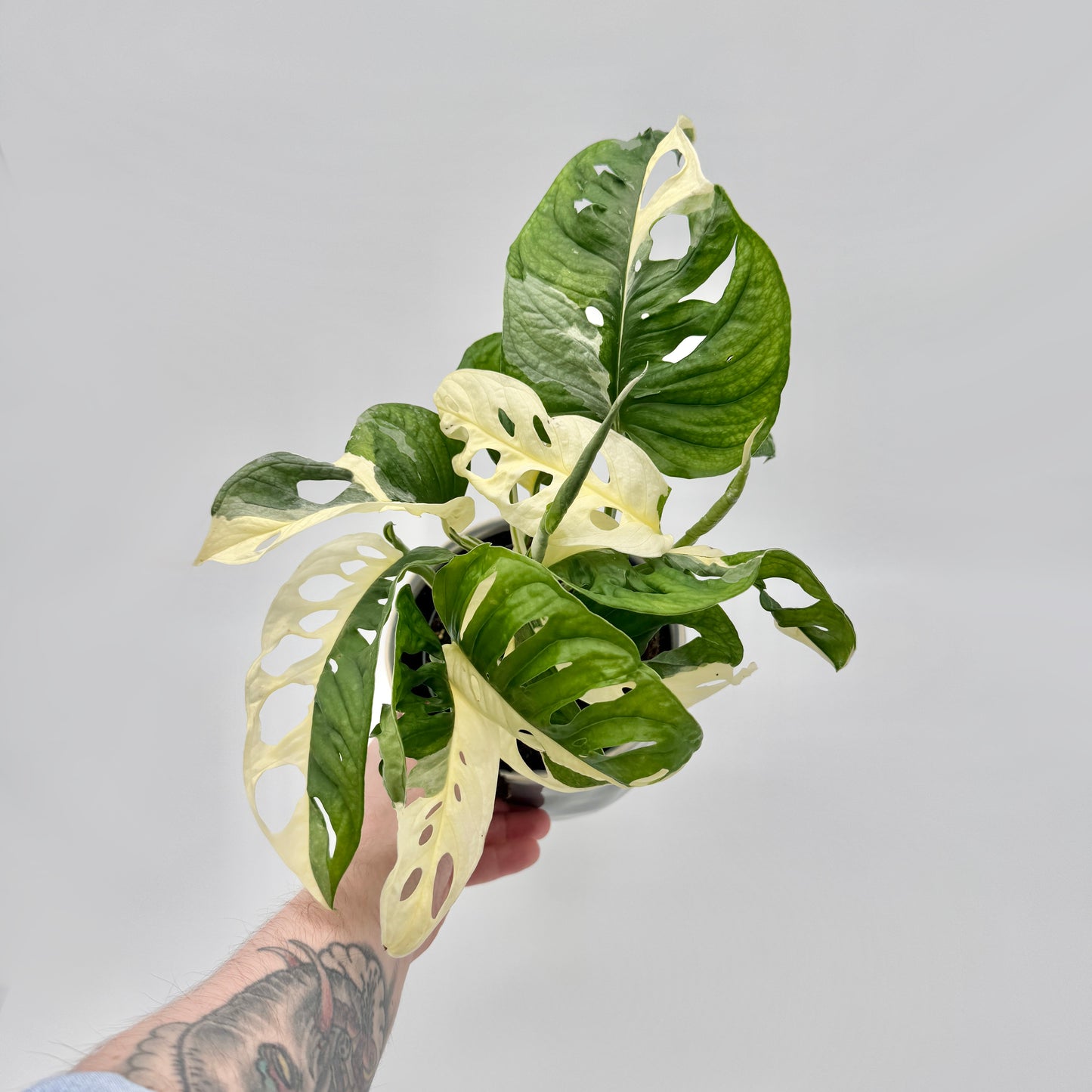 Monstera adansonii albo variegata