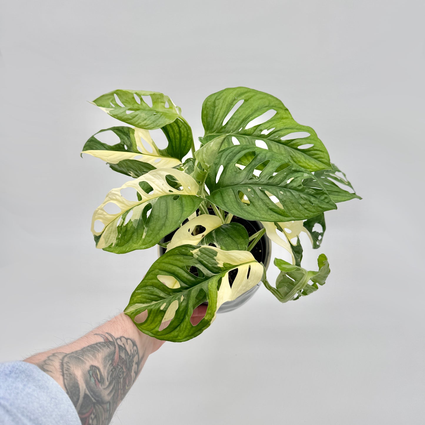 Monstera adansonii albo variegata