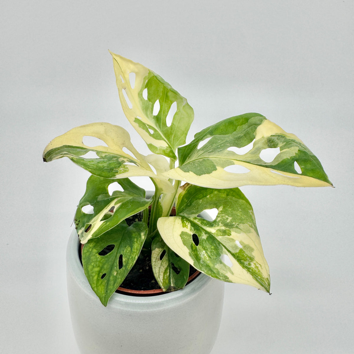 Monstera adansonii albo variegata von oben gesehen: sternförmig ausgebreitete Blätter mit cremeweißen Feldern und den typischen Löchern.